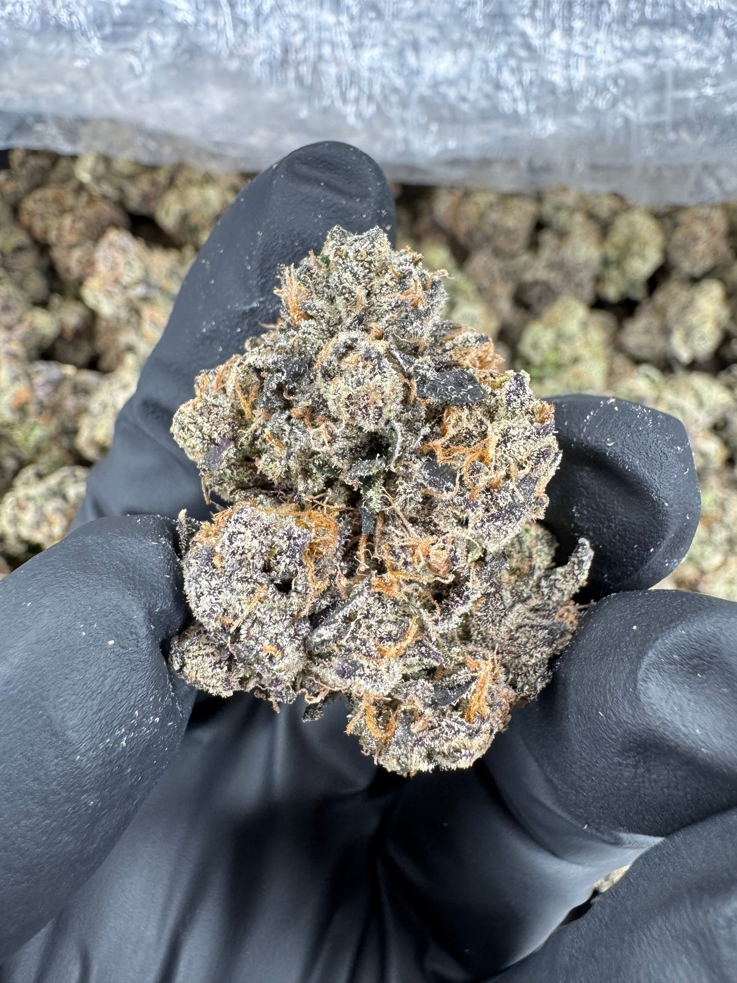 Watermelon Gelato